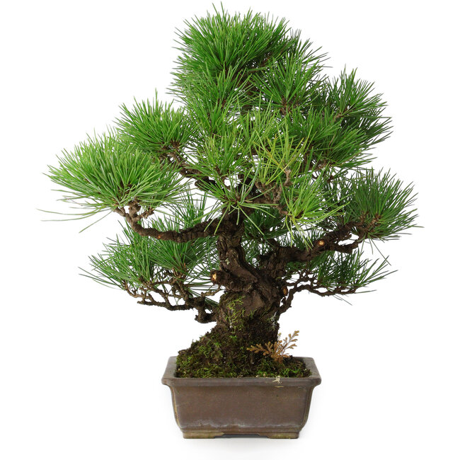 Pinus thunbergii, 34 cm, ± 20 years old
