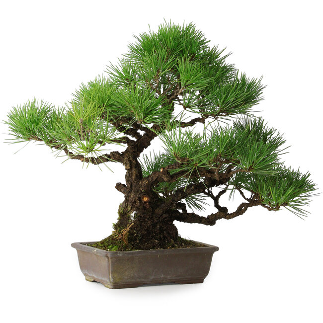 Pinus thunbergii, 34 cm, ± 20 years old
