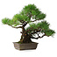Pinus thunbergii, 34 cm, ± 20 jaar oud
