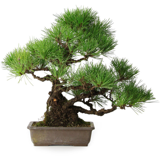 Pinus thunbergii, 34 cm, ± 20 jaar oud