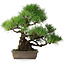 Pinus thunbergii, 34 cm, ± 20 jaar oud