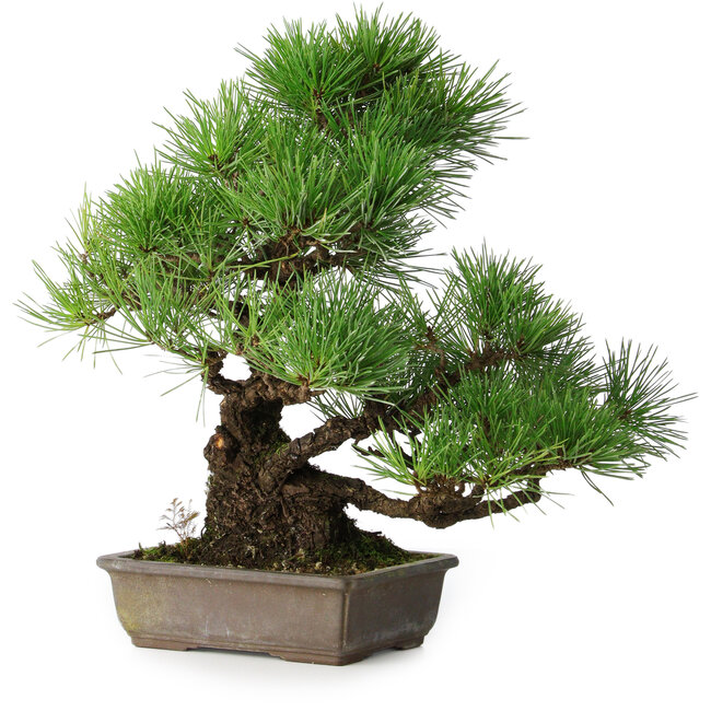Pinus thunbergii, 34 cm, ± 20 ans