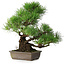 Pinus thunbergii, 34 cm, ± 20 jaar oud