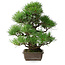 Pinus thunbergii, 34 cm, ± 20 ans