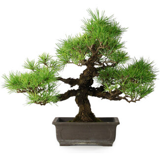 Pinus thunbergii, 36 cm, ± 20 ans