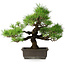 Pinus thunbergii, 36 cm, ± 20 jaar oud