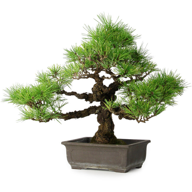Pinus thunbergii, 36 cm, ± 20 jaar oud