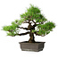Pinus thunbergii, 36 cm, ± 20 jaar oud