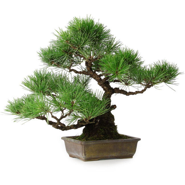 Pinus thunbergii, 34 cm, ± 20 ans