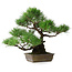 Pinus thunbergii, 34 cm, ± 20 jaar oud