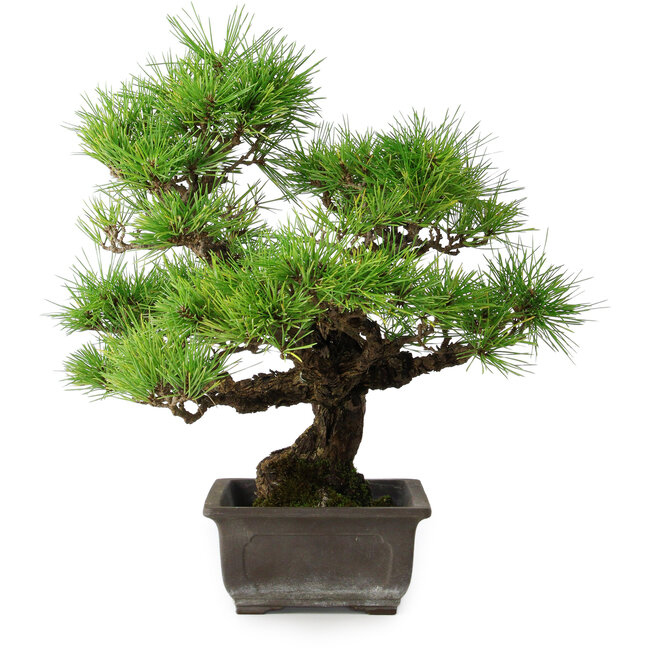 Pinus thunbergii, 36 cm, ± 20 jaar oud