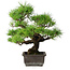 Pinus thunbergii, 36 cm, ± 20 jaar oud