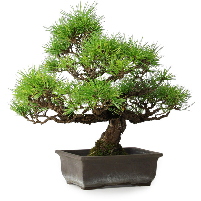 Pinus thunbergii, 36 cm, ± 20 años