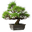 Pinus thunbergii, 36 cm, ± 20 jaar oud