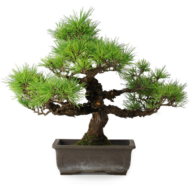 Pinus thunbergii, 36 cm, ± 20 jaar oud