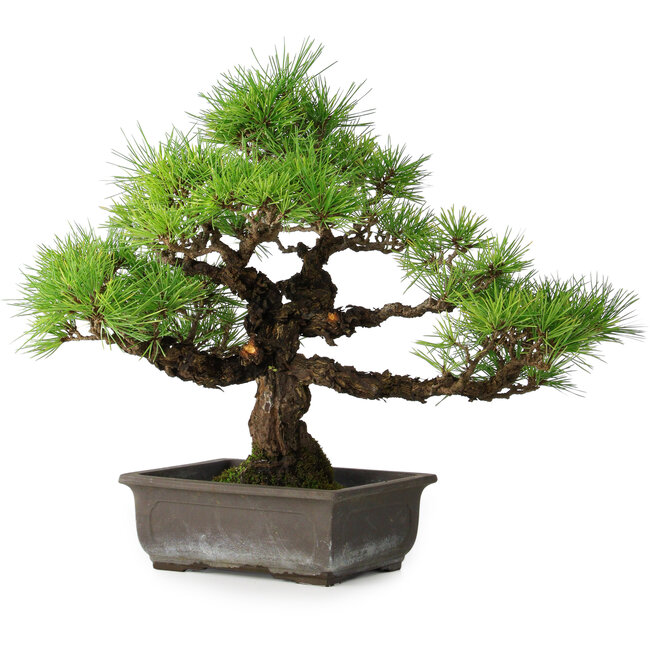 Pinus thunbergii, 36 cm, ± 20 años