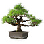 Pinus thunbergii, 36 cm, ± 20 ans