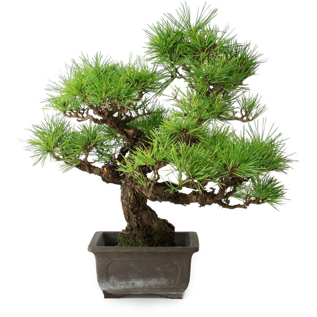 Pinus thunbergii, 36 cm, ± 20 jaar oud