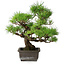 Pinus thunbergii, 36 cm, ± 20 jaar oud