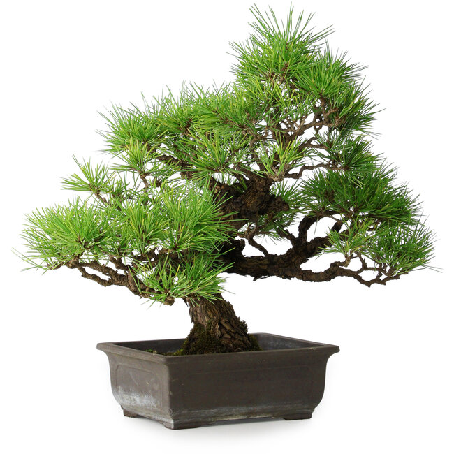 Pinus thunbergii, 36 cm, ± 20 jaar oud