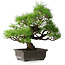 Pinus thunbergii, 36 cm, ± 20 jaar oud