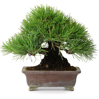 Yamafusa Pinus thunbergii, 20,5 cm, ± 25 years old