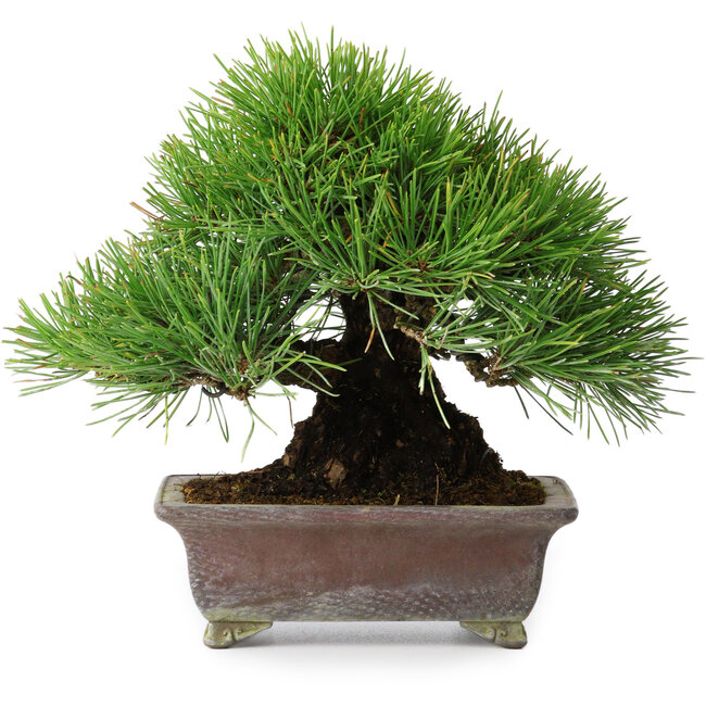 Pinus thunbergii, 20,5 cm, ± 25 years old