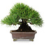 Pinus thunbergii, 20,5 cm, ± 25 years old
