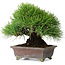 Pinus thunbergii, 20,5 cm, ± 25 years old