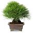 Pinus thunbergii, 20,5 cm, ± 25 years old