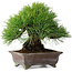 Pinus thunbergii, 20,5 cm, ± 25 years old