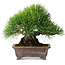 Pinus thunbergii, 20,5 cm, ± 25 years old