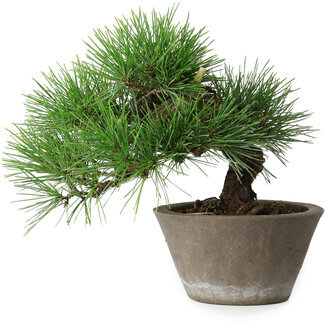 Pinus thunbergii, 21 cm, ± 15 años de edad