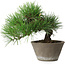 Pinus thunbergii, 21 cm, ± 15 jaar oud