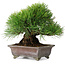 Pinus thunbergii, 20,5 cm, ± 25 years old