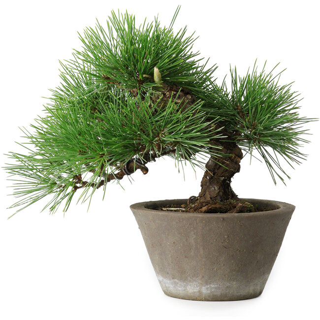 Pinus thunbergii, 21 cm, ± 15 anni