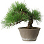 Pinus thunbergii, 21 cm, ± 15 jaar oud