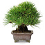 Pinus thunbergii, 20,5 cm, ± 25 years old