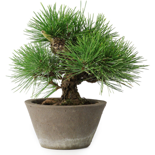 Pinus thunbergii, 21 cm, ± 15 anni