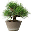 Pinus thunbergii, 21 cm, ± 15 years old