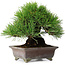 Pinus thunbergii, 20,5 cm, ± 25 years old