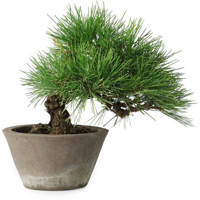Pinus thunbergii, 21 cm, ± 15 jaar oud