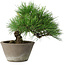 Pinus thunbergii, 21 cm, ± 15 jaar oud