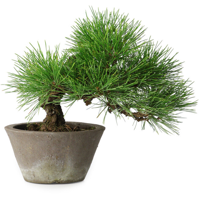 Pinus thunbergii, 21 cm, ± 15 anni