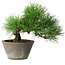 Pinus thunbergii, 21 cm, ± 15 years old