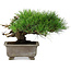 Pinus thunbergii, 18 cm, ± 15 jaar oud