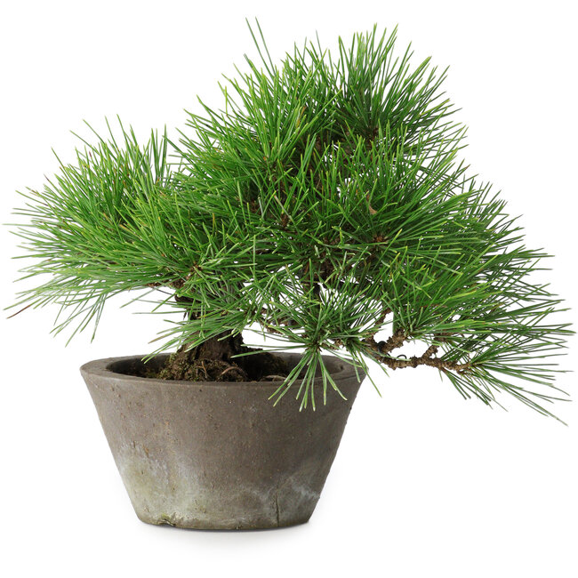 Pinus thunbergii, 21 cm, ± 15 anni