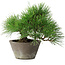 Pinus thunbergii, 21 cm, ± 15 years old