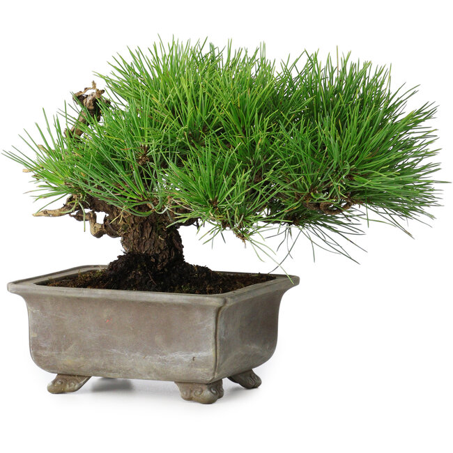 Pinus thunbergii, 18 cm, ± 15 jaar oud