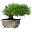 Pinus thunbergii, 18 cm, ± 15 jaar oud